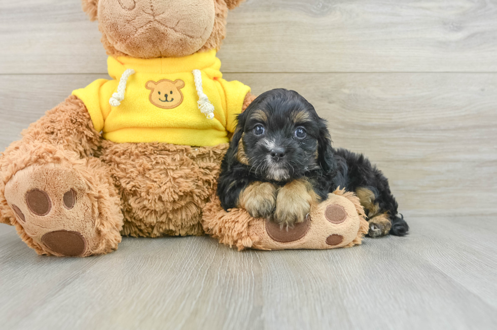 7 week old Cavapoo Puppy For Sale - Puppy Love PR