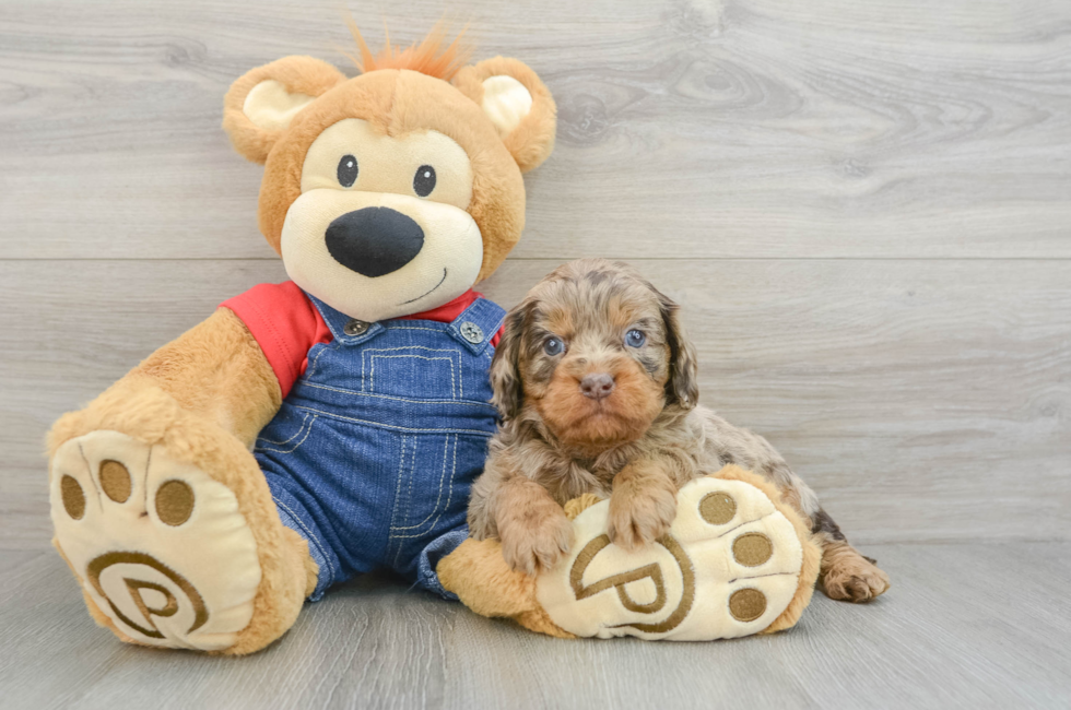 5 week old Cavapoo Puppy For Sale - Puppy Love PR