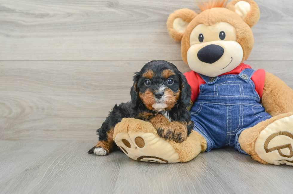 5 week old Cavapoo Puppy For Sale - Puppy Love PR