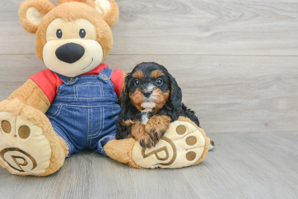 Best Cavapoo Baby