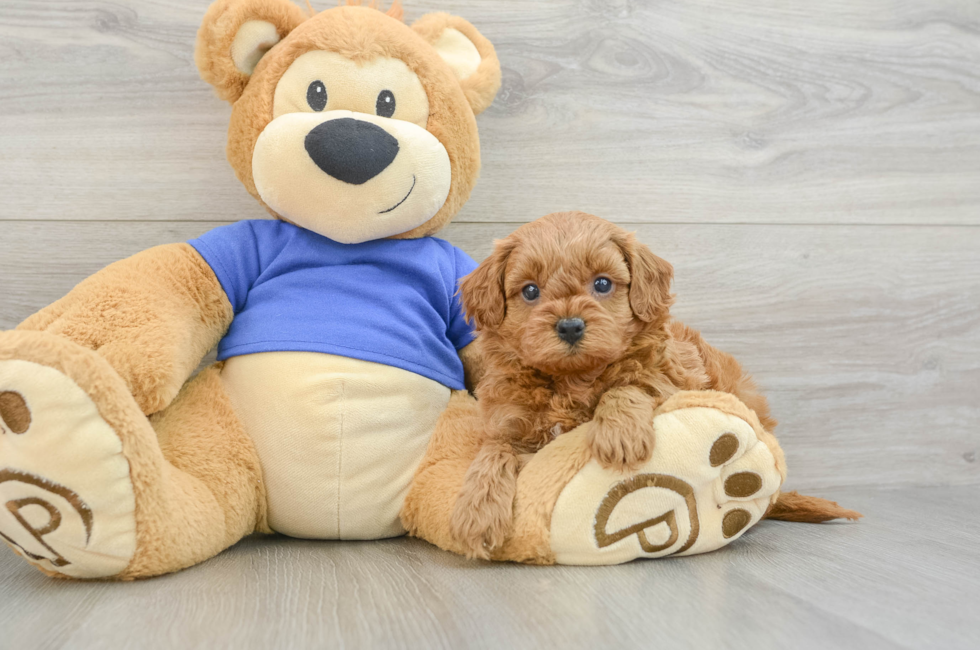 8 week old Cavapoo Puppy For Sale - Puppy Love PR