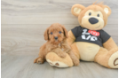 Happy Cavapoo Baby