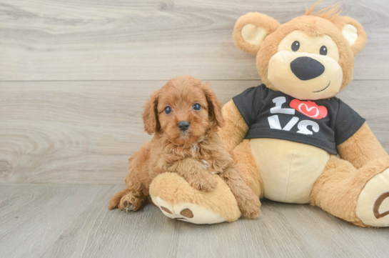 Happy Cavapoo Baby