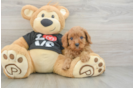 Friendly Cavapoo Baby