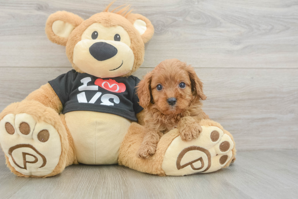 Friendly Cavapoo Baby