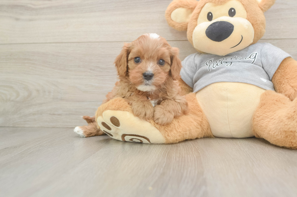 5 week old Cavapoo Puppy For Sale - Puppy Love PR
