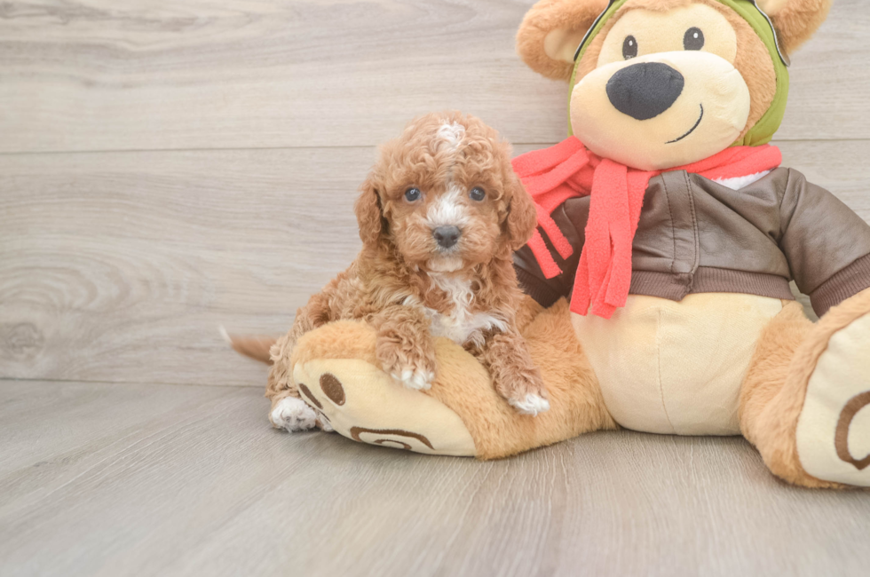 5 week old Cavapoo Puppy For Sale - Puppy Love PR