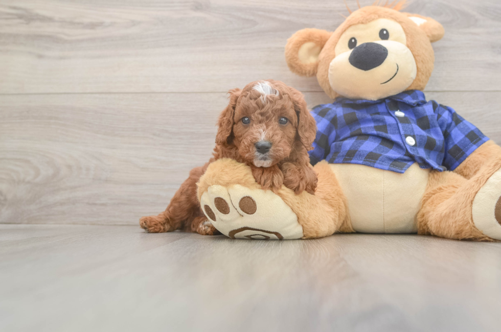 5 week old Cavapoo Puppy For Sale - Puppy Love PR