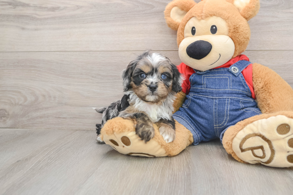 Funny Cavapoo Poodle Mix Pup