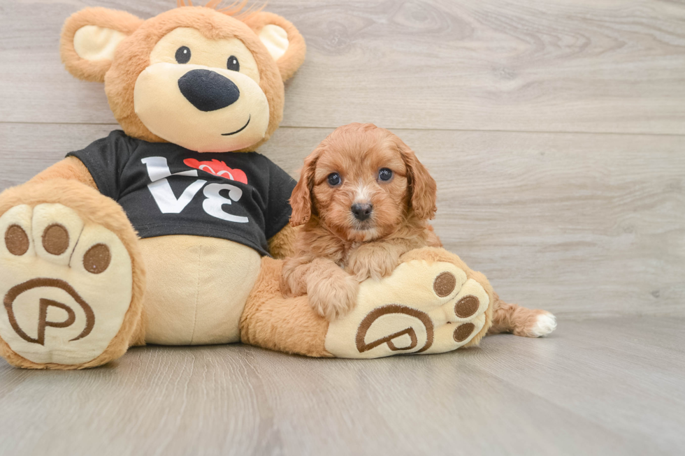 Best Cavapoo Baby