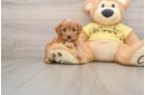 Cavapoo Pup Being Cute