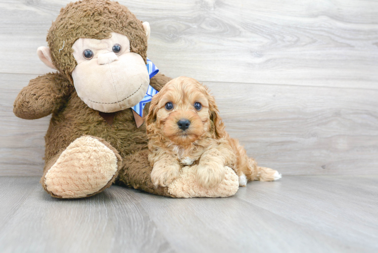 Cute Cavoodle Poodle Mix Puppy