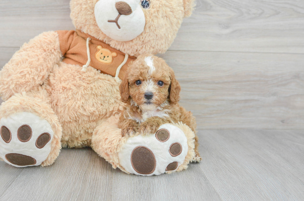 8 week old Cavapoo Puppy For Sale - Puppy Love PR