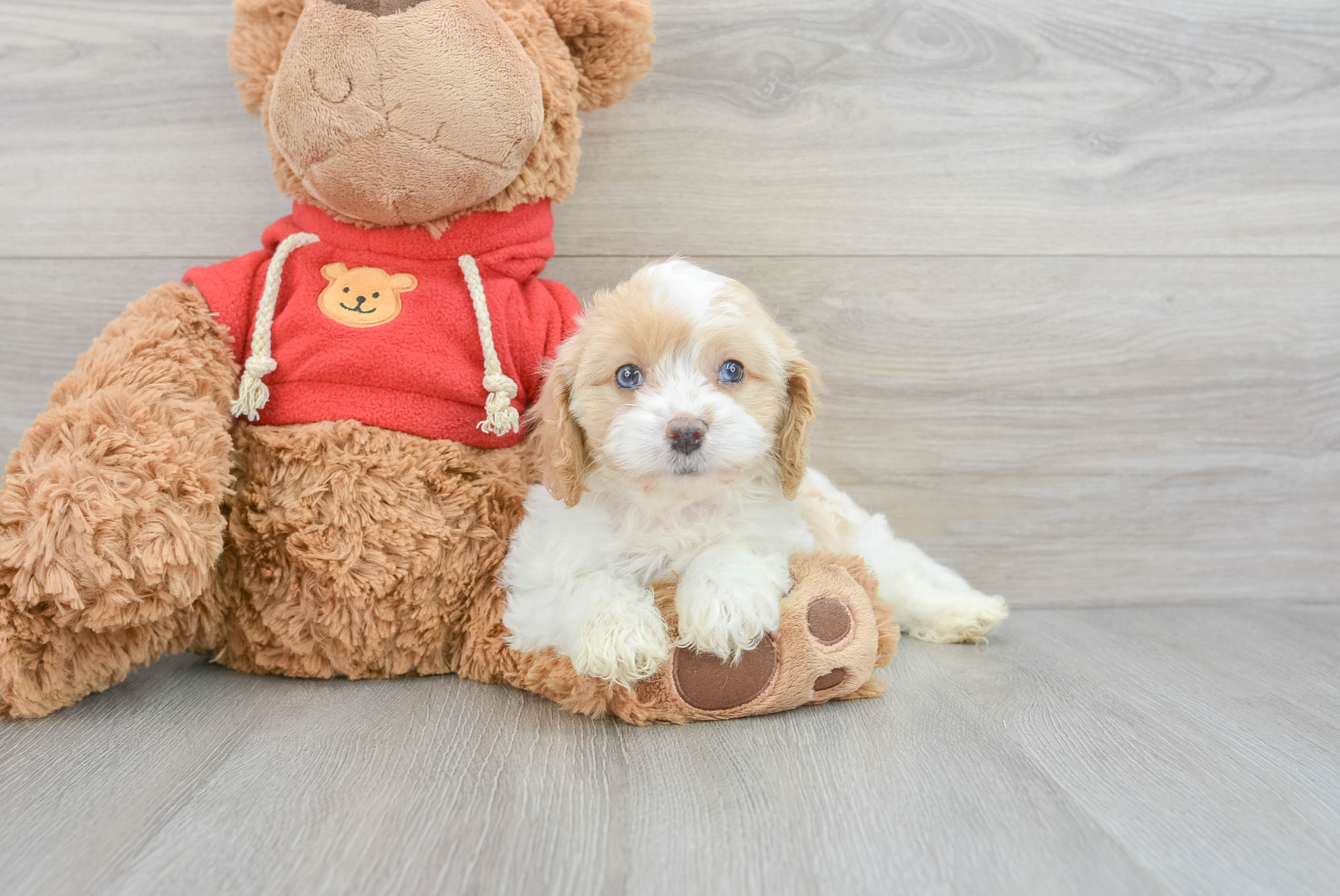 Best Cavapoo Baby