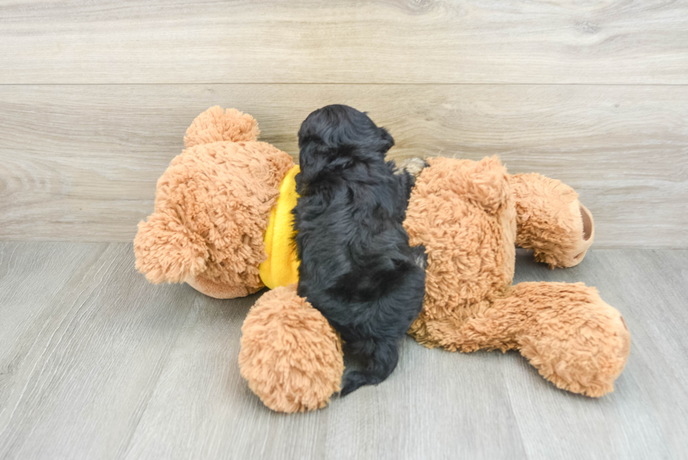 Cavapoo Pup Being Cute