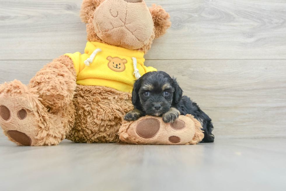 Cute Cavapoo Baby