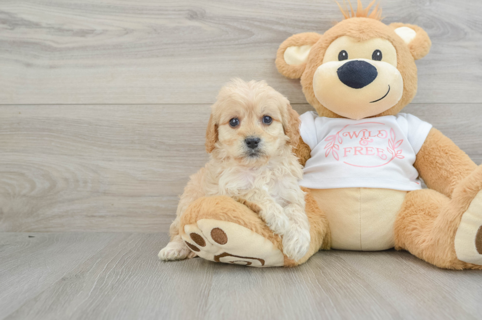 5 week old Cavapoo Puppy For Sale - Puppy Love PR