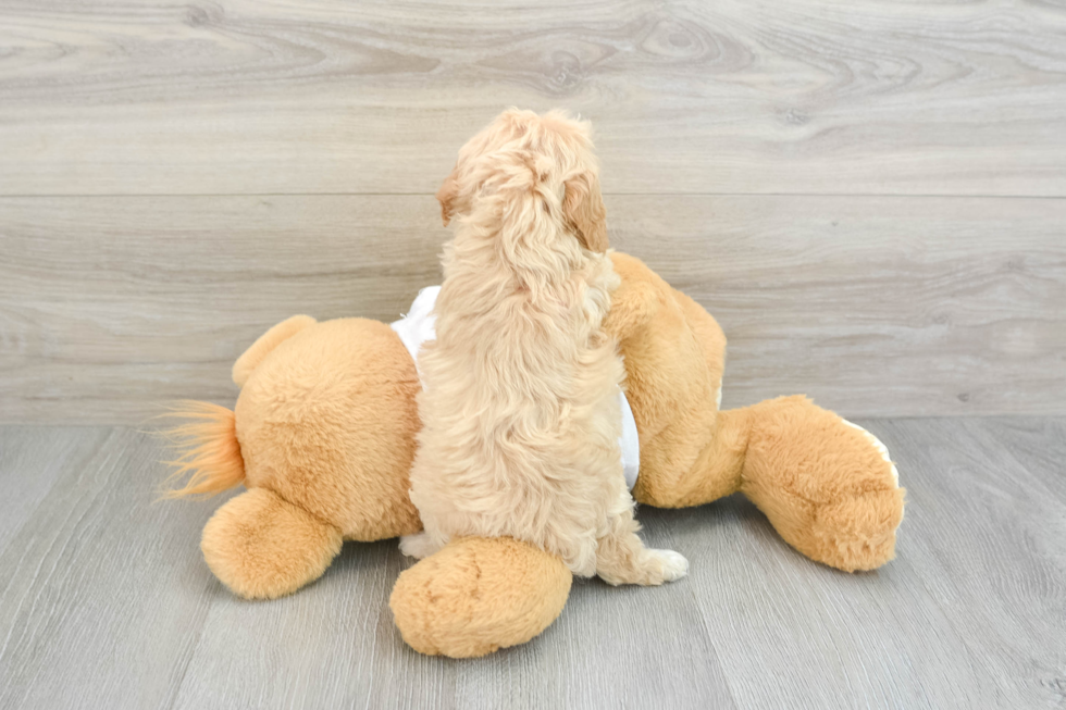 Cavapoo Pup Being Cute