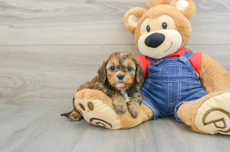 5 week old Cavapoo Puppy For Sale - Puppy Love PR