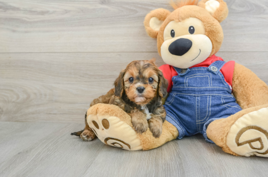 Cavapoo Puppy for Adoption