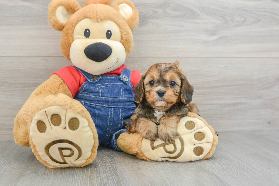 Little Cavipoo Poodle Mix Puppy