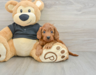 8 week old Cavapoo Puppy For Sale - Puppy Love PR