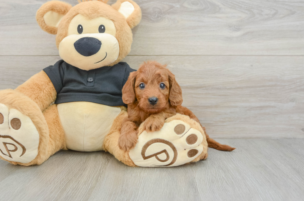 7 week old Cavapoo Puppy For Sale - Puppy Love PR