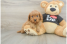 Best Cavapoo Baby