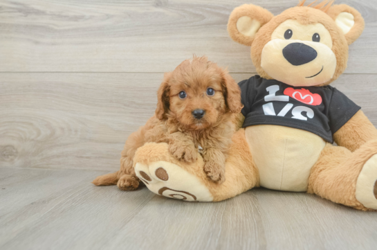 Best Cavapoo Baby