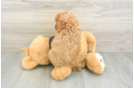 Best Cavapoo Baby