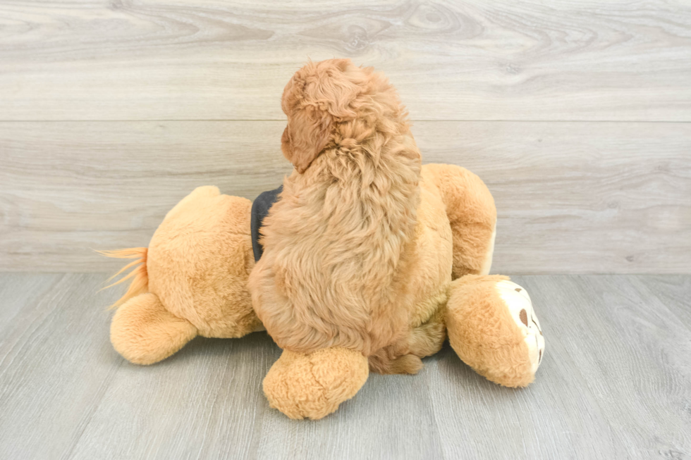 Best Cavapoo Baby