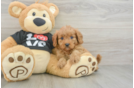 Hypoallergenic Cavadoodle Poodle Mix Puppy