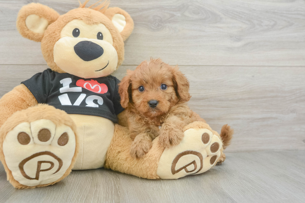 Hypoallergenic Cavadoodle Poodle Mix Puppy