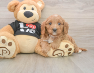 8 week old Cavapoo Puppy For Sale - Puppy Love PR