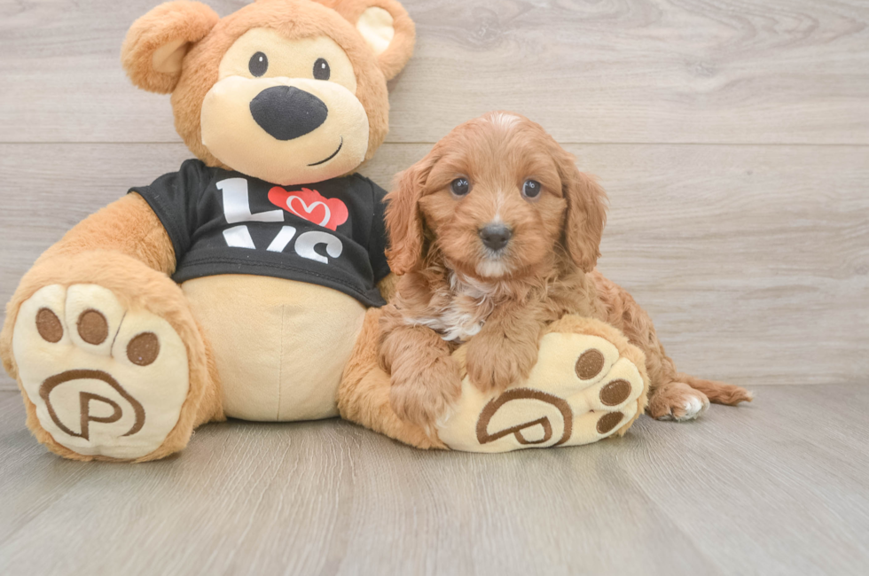 6 week old Cavapoo Puppy For Sale - Puppy Love PR