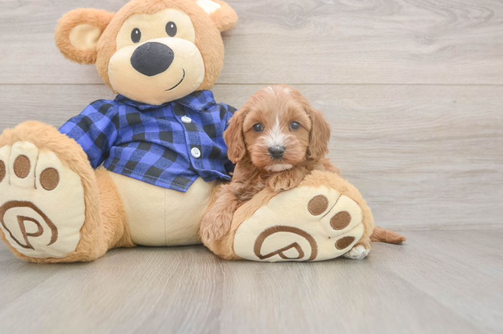 5 week old Cavapoo Puppy For Sale - Puppy Love PR