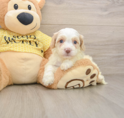 7 week old Cavapoo Puppy For Sale - Puppy Love PR