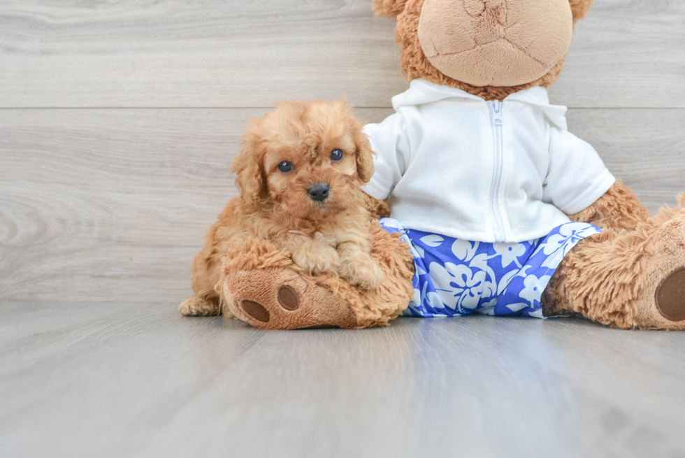 Cavapoo Soft Toy, Dog Teddy Bears
