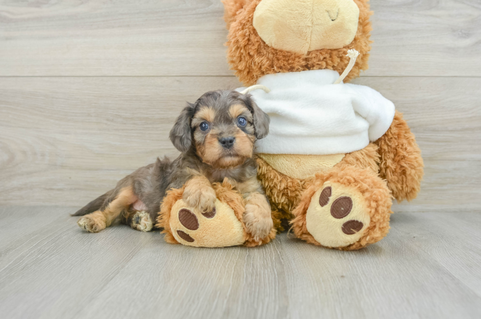 8 week old Cavapoo Puppy For Sale - Puppy Love PR