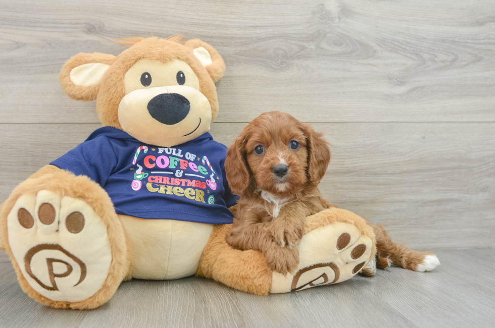 5 week old Cavapoo Puppy For Sale - Puppy Love PR