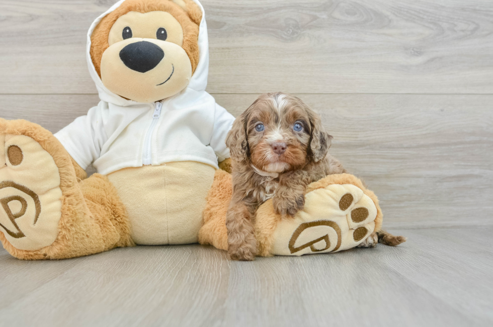 5 week old Cavapoo Puppy For Sale - Puppy Love PR