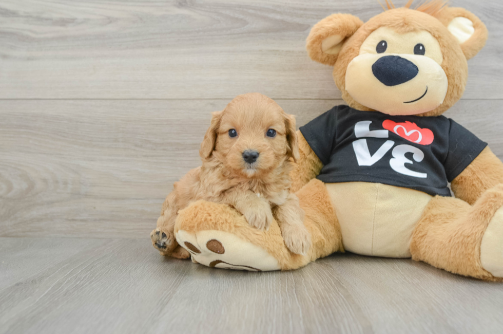 6 week old Cavapoo Puppy For Sale - Puppy Love PR