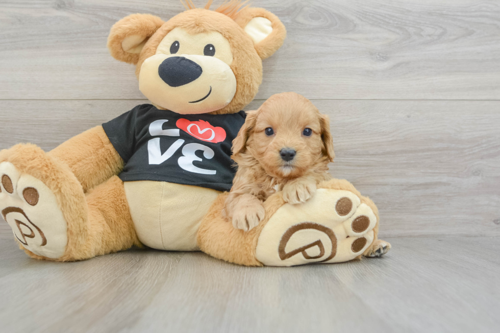 Cavapoo Pup Being Cute