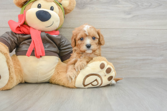 Best Cavapoo Baby