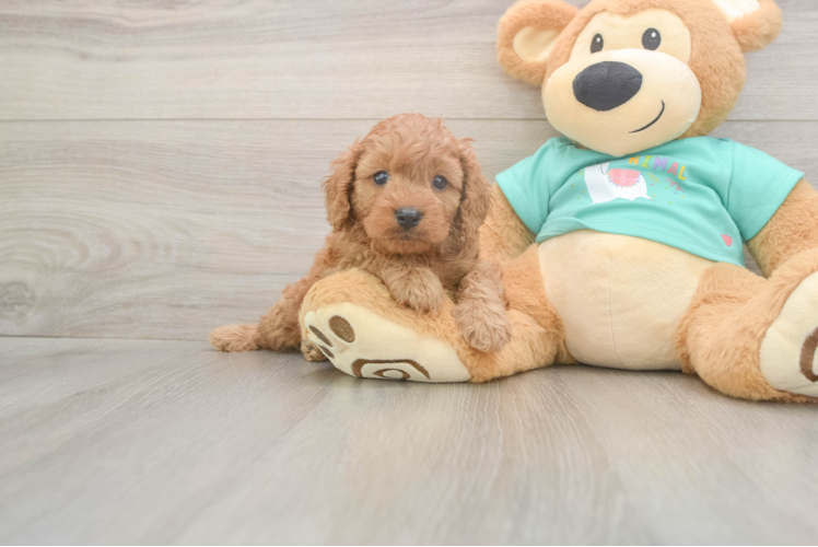Friendly Cavapoo Baby