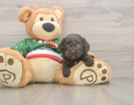 7 week old Cavapoo Puppy For Sale - Puppy Love PR