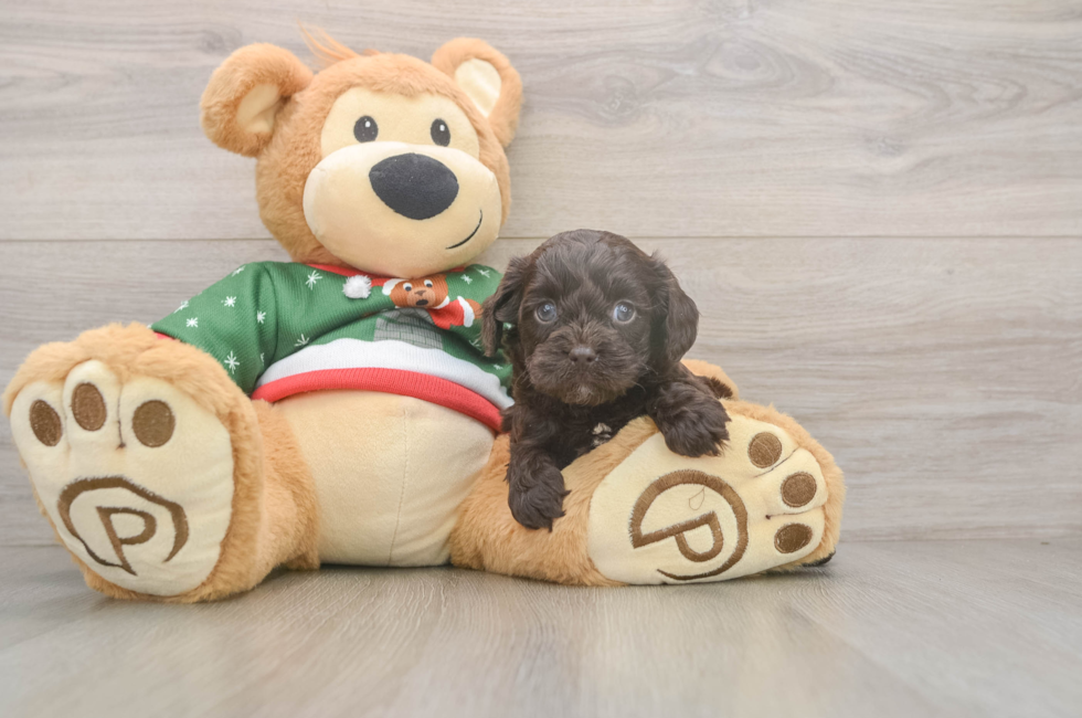 5 week old Cavapoo Puppy For Sale - Puppy Love PR