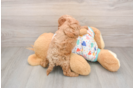 Small Cavapoo Baby