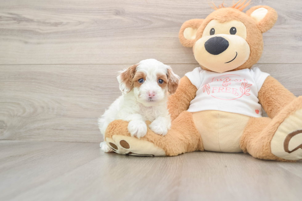 Friendly Cavapoo Baby