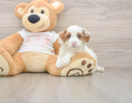 7 week old Cavapoo Puppy For Sale - Puppy Love PR